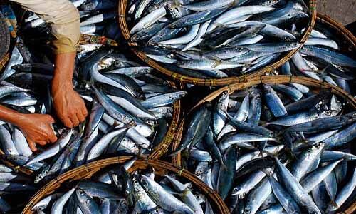 ഓപറേഷന് മല്സ്യ;നീണ്ടകരയില് 500 കിലോ പഴകിയ മല്സ്യം പിടികൂടി ഓപറേഷന് മല്സ്യ;നീണ്ടകരയില് 500 കിലോ പഴകിയ മല്സ്യം പിടികൂടി