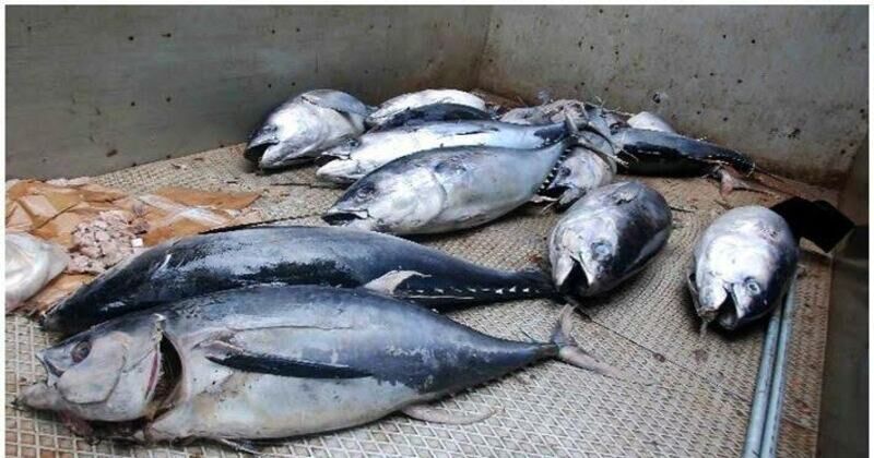 തിരുവനന്തപുരത്ത് ഭക്ഷ്യ വിഷബാധ; ചൂര മീന് കഴിച്ച നിരവധി പേര് ചികിൽസയില് തിരുവനന്തപുരത്ത് ഭക്ഷ്യ വിഷബാധ; ചൂര മീന് കഴിച്ച നിരവധി പേര് ചികിൽസയില്