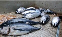 തിരുവനന്തപുരത്ത് ഭക്ഷ്യ വിഷബാധ; ചൂര മീന് കഴിച്ച നിരവധി പേര് ചികിൽസയില് തിരുവനന്തപുരത്ത് ഭക്ഷ്യ വിഷബാധ; ചൂര മീന് കഴിച്ച നിരവധി പേര് ചികിൽസയില്