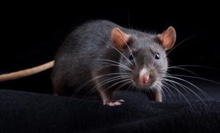 എലിപ്പനി രോഗനിര്ണയം ഇനി വേഗത്തില്, ലെപ്റ്റോ ആര്ടിപിസിആര് ആറു ലാബുകളില്: മന്ത്രി വീണാ ജോര്ജ് എലിപ്പനി രോഗനിര്ണയം ഇനി വേഗത്തില്, ലെപ്റ്റോ ആര്ടിപിസിആര് ആറു ലാബുകളില്: മന്ത്രി വീണാ ജോര്ജ്