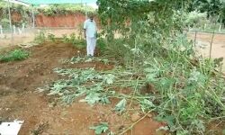 സഹപ്രവര്‍ത്തകയ്ക്ക് അശ്ലീല സന്ദേശമയച്ച സിപിഎം നേതാവിനെതിരേ പരാതി നല്‍കി; കണ്ണൂരില്‍ കൃഷിയിടം നശിപ്പിച്ച് പ്രതികാരം