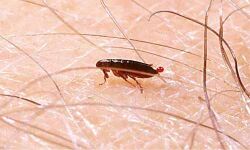 ചെള്ള് പനി;ജാഗ്രതാ നടപടികള്‍ ശക്തമാക്കി ആരോഗ്യവകുപ്പ്