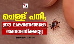 ചെള്ള് പനി;ഈ ലക്ഷണങ്ങളെ അവഗണിക്കല്ലേ