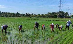 കൃഷിയെ അറിയാം ആസ്വദിക്കാം; ഒക്കല്‍ സംസ്ഥാന വിത്തുത്പാദന കേന്ദ്രത്തില്‍ വിദ്യാഭ്യാസ ടൂറിസം ആരംഭിക്കുന്നു