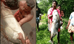 ചെമ്മീന് കെട്ടില് നിന്നും 17.5 കിലോഗ്രാം ഭാരമുള്ള വമ്പന് വറ്റ മത്സ്യം ലഭിച്ചു ചെമ്മീന് കെട്ടില് നിന്നും 17.5 കിലോഗ്രാം ഭാരമുള്ള വമ്പന് വറ്റ മത്സ്യം ലഭിച്ചു