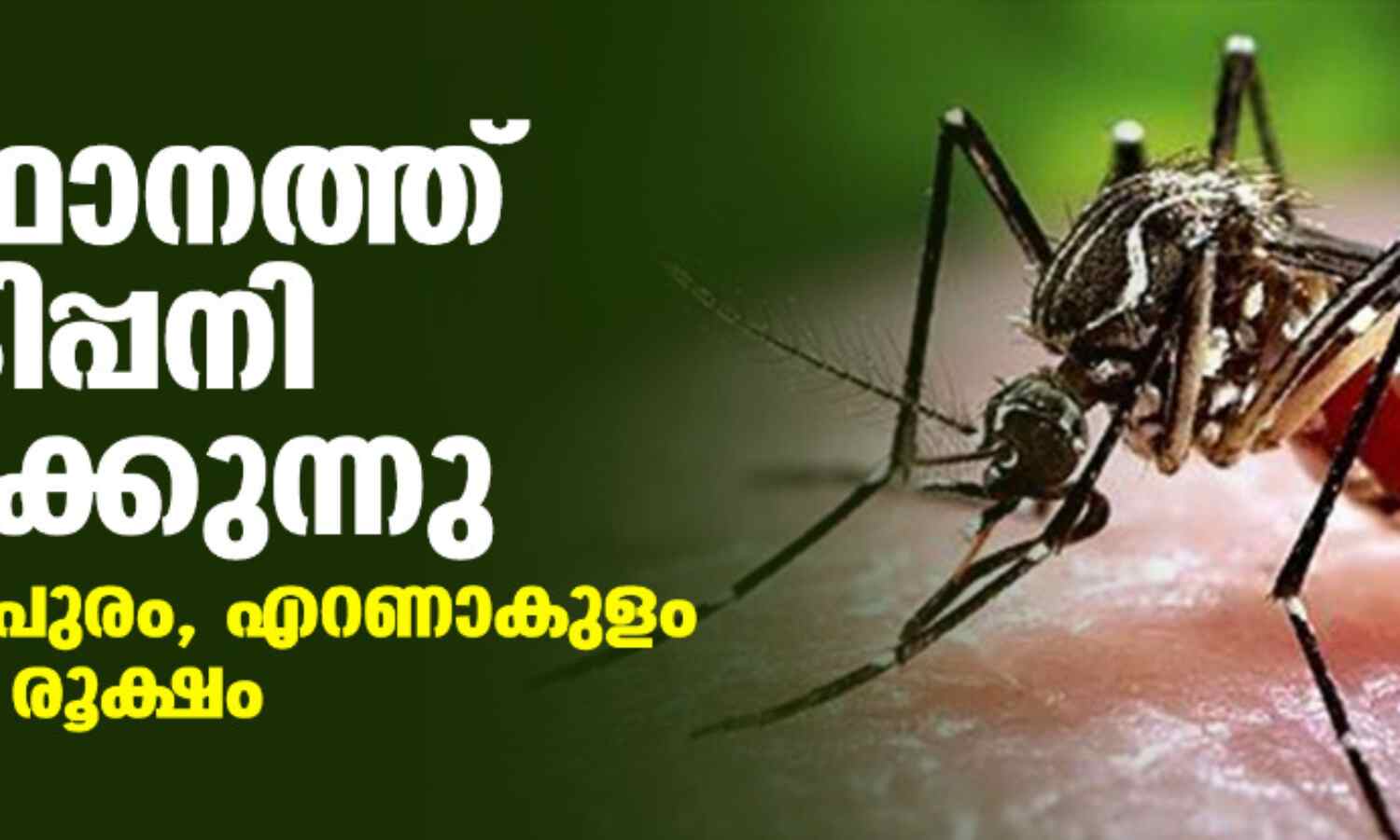 സംസ്ഥാനത്ത് ഡെങ്കിപ്പനി വ്യാപിക്കുന്നു; തിരുവനന്തപുരം, എറണാകുളം ജില്ലകളില് രൂക്ഷം സംസ്ഥാനത്ത് ഡെങ്കിപ്പനി വ്യാപിക്കുന്നു; തിരുവനന്തപുരം, എറണാകുളം ജില്ലകളില് രൂക്ഷം