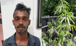 ബിജെപി ജില്ലാ നേതാവിന്റെ വീടിന് മുകളില്‍ കഞ്ചാവ് കൃഷി; മരുമകന്‍ അറസ്റ്റില്‍, നേതാവ് സ്ഥാനം രാജിവെച്ചു