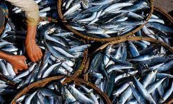 കൊല്ലം ആര്യങ്കാവില്‍ 10,750 കിലോ പഴകിയ മല്‍സ്യം പിടികൂടി