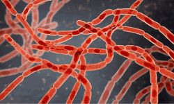 ആതിരപ്പള്ളി വനമേഖലയിലെ കാട്ടു പന്നികളില്‍ ആന്ത്രാക്‌സ് സ്ഥിരീകരിച്ചു