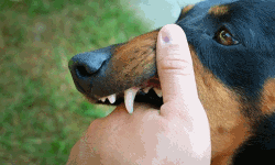 പേവിഷ ബാധയേറ്റ് മരിച്ചു