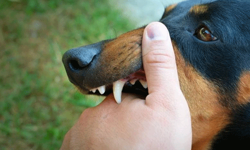 പേവിഷ ബാധയേറ്റ് മരിച്ചു