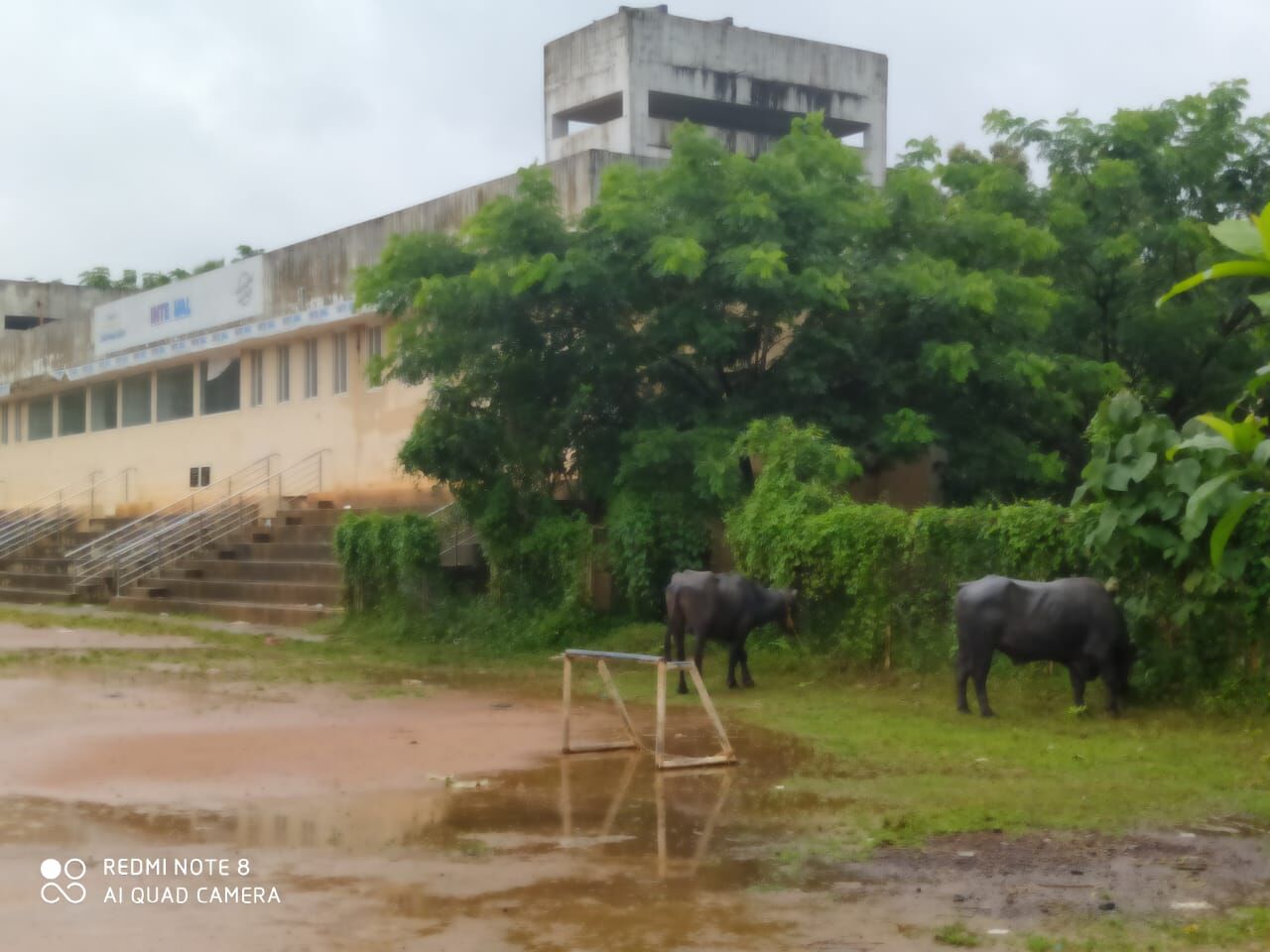 കാലികള്‍ക്ക് മേയാന്‍ കോടികള്‍ ചെലവിട്ട്  സ്‌റ്റേഡിയം