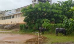 കാലികള്‍ക്ക് മേയാന്‍ കോടികള്‍ ചെലവിട്ട്  സ്‌റ്റേഡിയം