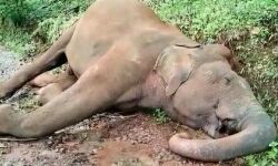 കോട്ടയം കോരുത്തോട്ടില്‍ കാട്ടാന ഷോക്കേറ്റ് ചരിഞ്ഞ നിലയില്‍