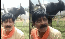 ഗോവധ നിരോധനം: പശുക്കളെ വില്‍ക്കാനാവുന്നില്ല; പട്ടിണിയിലായി കര്‍ണാടകയിലെ കര്‍ഷകര്‍ (വീഡിയോ)