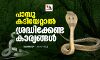 പാമ്പു കടിയേറ്റാല്‍ ശ്രദ്ധിക്കേണ്ട കാര്യങ്ങള്‍