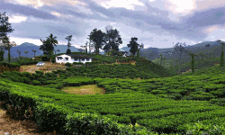 മലക്കപ്പാറ വീരന്‍കുടി കോളനി നിവാസികളെ മാറ്റിപ്പാര്‍പ്പിച്ചു