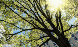 തൃശൂര്‍ കുറാഞ്ചേരിയില്‍ 16 ഹെക്ടറില്‍ നഗരവനം ഒരുങ്ങുന്നു