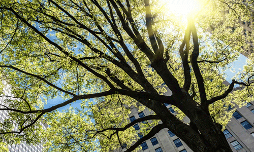 തൃശൂര്‍ കുറാഞ്ചേരിയില്‍ 16 ഹെക്ടറില്‍ നഗരവനം ഒരുങ്ങുന്നു