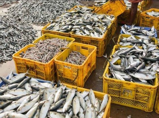 നല്ലതും ചീത്തയുമായ മത്സ്യം ഇടകലര്ത്തി കടത്തുന്നു; ചെക്ക്പോസ്റ്റുകളില് ഭക്ഷ്യസുരക്ഷാ വകുപ്പ് പരിശോധന ശക്തമാക്കി നല്ലതും ചീത്തയുമായ മത്സ്യം ഇടകലര്ത്തി കടത്തുന്നു; ചെക്ക്പോസ്റ്റുകളില് ഭക്ഷ്യസുരക്ഷാ വകുപ്പ് പരിശോധന ശക്തമാക്കി