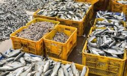 നല്ലതും ചീത്തയുമായ മത്സ്യം ഇടകലര്‍ത്തി കടത്തുന്നു;  ചെക്ക്‌പോസ്റ്റുകളില്‍ ഭക്ഷ്യസുരക്ഷാ വകുപ്പ് പരിശോധന ശക്തമാക്കി