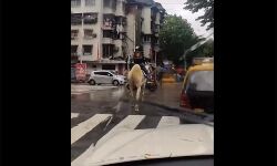 സ്വിഗ്വി ബാഗുമായി പോകുന്ന വൈറല് വീഡിയോയിലെ കുതിരക്കാരന് യുവാവിനെ കണ്ടെത്തിയെന്ന് കമ്പനി സ്വിഗ്വി ബാഗുമായി പോകുന്ന വൈറല് വീഡിയോയിലെ കുതിരക്കാരന് യുവാവിനെ കണ്ടെത്തിയെന്ന് കമ്പനി