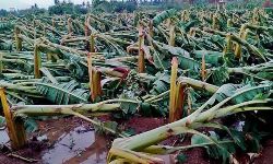 കണ്ണൂർ ജില്ലയിൽ 5.80 കോടിയുടെ കൃഷിനാശം; നശിച്ചതിലേറെയും വാഴക്കൃഷി