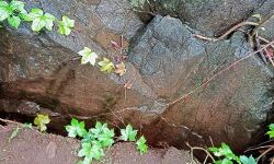 കവളപ്പാറ മുത്തപ്പൻകുന്നിലെ വിള്ളൽ; അപകട സാധ്യതയില്ലെന്ന് വിദഗ്ധർ