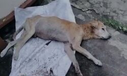 ആലപ്പുഴയിൽ വയറ്റിൽ വെടിയുണ്ടകളുമായി കണ്ടെത്തിയ തെരുവുനായ ചത്തു