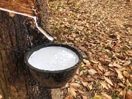 റബ്ബര് പാലിന്റെ ഗുണനിലവാര പരിശോധന നിരക്ക് കുറച്ചു റബ്ബര് പാലിന്റെ ഗുണനിലവാര പരിശോധന നിരക്ക് കുറച്ചു