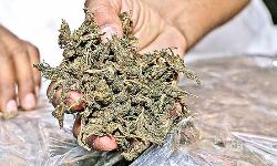 കഞ്ചാവ് കൈവശം വെച്ചതിന് രണ്ട് പേരെ അറസ്റ്റ് ചെയ്തു