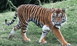 വയനാട്ടില് വീണ്ടും കടുവ ആക്രമണം; വളര്ത്തുനായയെ കൊന്നു വയനാട്ടില് വീണ്ടും കടുവ ആക്രമണം; വളര്ത്തുനായയെ കൊന്നു