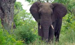 കണ്ണൂര്‍ ആറളം ഫാമില്‍ തൊഴിലാളിയെ ആന ചവിട്ടിക്കൊന്നു