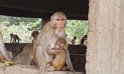 ബറേലിയില് കുരങ്ങന് മേല്ക്കൂരയില്നിന്ന് എറിഞ്ഞ നവജാതശിശു മരിച്ചു ബറേലിയില് കുരങ്ങന് മേല്ക്കൂരയില്നിന്ന് എറിഞ്ഞ നവജാതശിശു മരിച്ചു
