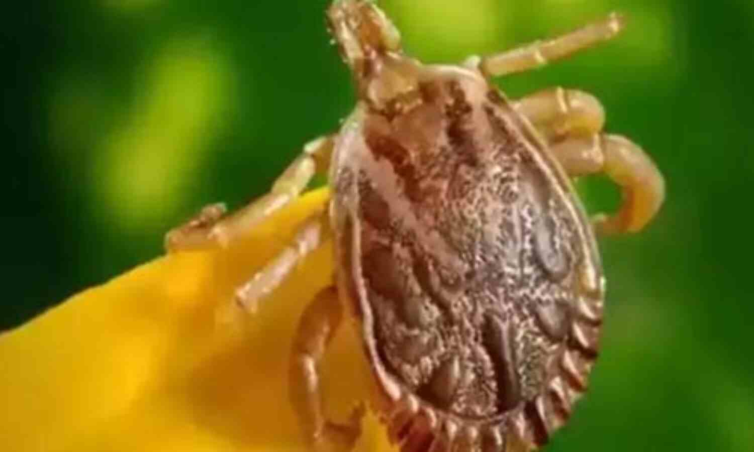 തിരുവനന്തപുരത്ത് ചെള്ളുപനി ബാധിച്ച് വിദ്യാര്ഥി മരിച്ചു തിരുവനന്തപുരത്ത് ചെള്ളുപനി ബാധിച്ച് വിദ്യാര്ഥി മരിച്ചു