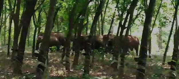 ഒടുവില് ആനകള് കാടുകയറി; ആശ്വാസത്തില് വരന്തപ്പിള്ളി ഒടുവില് ആനകള് കാടുകയറി; ആശ്വാസത്തില് വരന്തപ്പിള്ളി