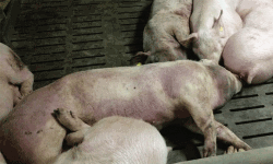 വയനാട്ടില്‍ പന്നികളില്‍ ആഫ്രിക്കന്‍ പന്നിപ്പനി; രോഗം കണ്ടെത്തിയ ഫാമിലെ പന്നികളെ കൊല്ലും