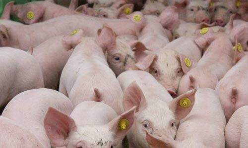 ആഫ്രിക്കന്‍ പന്നിപ്പനി: വയനാട്ടില്‍ പന്നികളെ ഇന്ന് മുതല്‍ കൊന്നുതുടങ്ങും