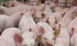 ആഫ്രിക്കന്‍ പന്നിപ്പനി: വയനാട്ടില്‍ പന്നികളെ ഇന്ന് മുതല്‍ കൊന്നുതുടങ്ങും