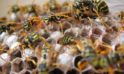 മലപ്പുറത്ത് കടന്നല്കുത്തേറ്റ് ചികില്സയിലിരുന്നയാള് മരിച്ചു മലപ്പുറത്ത് കടന്നല്കുത്തേറ്റ് ചികില്സയിലിരുന്നയാള് മരിച്ചു