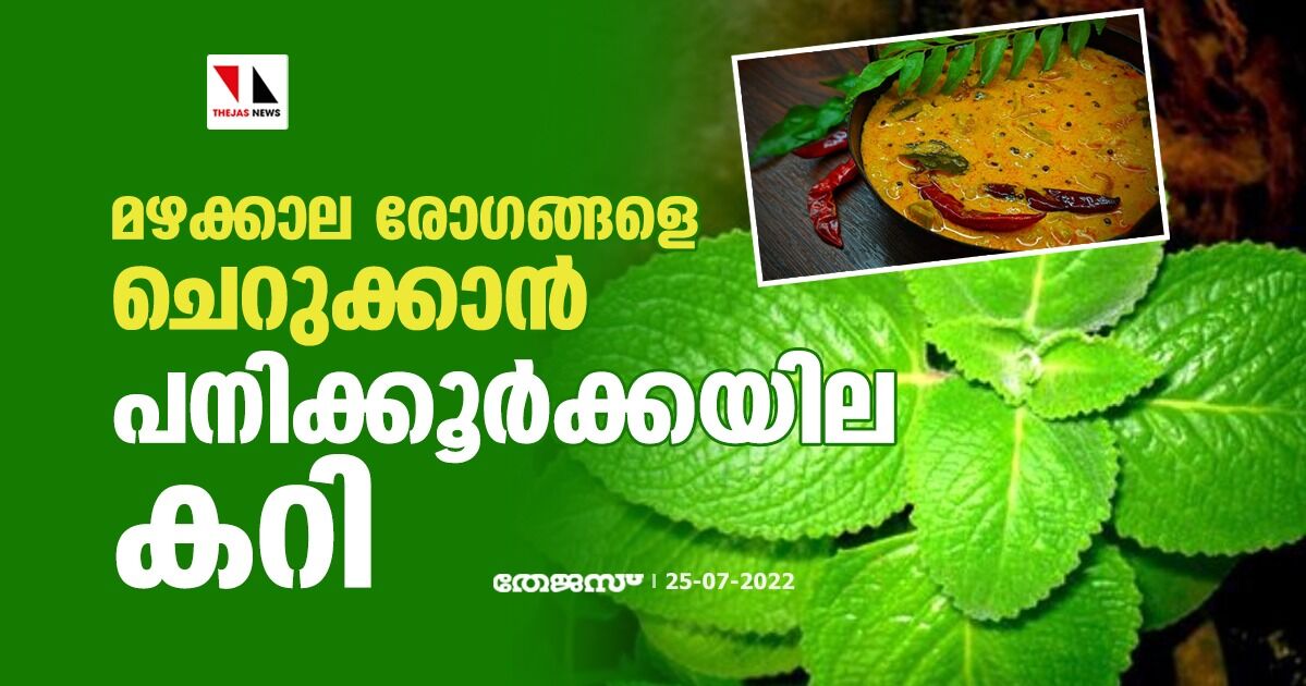 മഴക്കാല രോഗങ്ങളെ ചെറുക്കാന് പനിക്കൂര്ക്കയില കറി മഴക്കാല രോഗങ്ങളെ ചെറുക്കാന് പനിക്കൂര്ക്കയില കറി