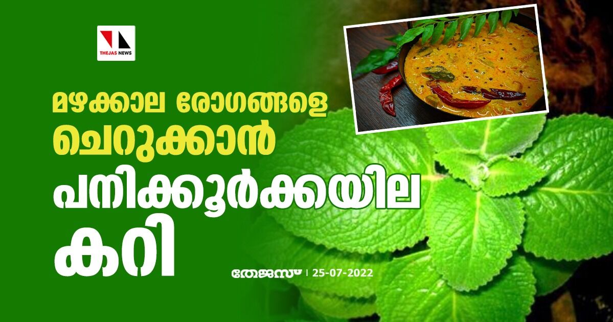 മഴക്കാല രോഗങ്ങളെ ചെറുക്കാന്‍ പനിക്കൂര്‍ക്കയില കറി