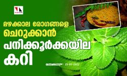 മഴക്കാല രോഗങ്ങളെ ചെറുക്കാന്‍ പനിക്കൂര്‍ക്കയില കറി