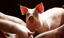 เดเดซเตเดฐเดฟเดเตเดเดจเตโ เดชเดจเตเดจเดฟเดชเตเดชเดจเดฟ: เดฎเดพเดจเดจเตเดคเดตเดพเดเดฟเดฏเดฟเดฒเตโ 700 เดเดณเด เดชเดจเตเดจเดฟเดเดณเต เดเตเดจเตเดจเต เดเดซเตเดฐเดฟเดเตเดเดจเตโ เดชเดจเตเดจเดฟเดชเตเดชเดจเดฟ: เดฎเดพเดจเดจเตเดคเดตเดพเดเดฟเดฏเดฟเดฒเตโ 700 เดเดณเด เดชเดจเตเดจเดฟเดเดณเต เดเตเดจเตเดจเต