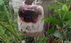 ഗുജറാത്തില് വ്യാജമദ്യദുരന്തം: മരിച്ചവരുടെ എണ്ണം പതിനെട്ടായി ഗുജറാത്തില് വ്യാജമദ്യദുരന്തം: മരിച്ചവരുടെ എണ്ണം പതിനെട്ടായി