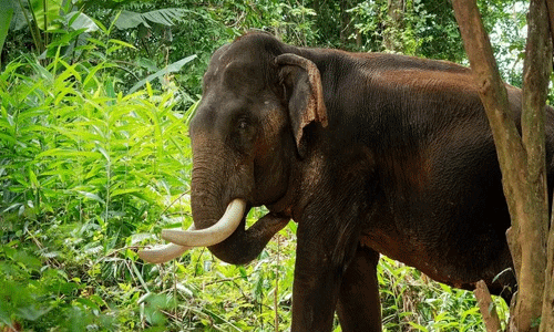 അട്ടപ്പാടിയില്‍ യുവതിയെ കാട്ടാന ചവിട്ടി കൊന്നു