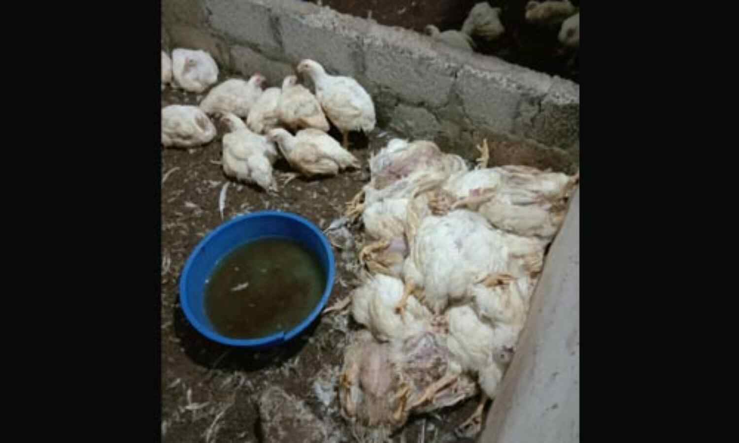 ചത്ത കോഴികളെ വില്പ്പന നടത്തിയ കട അടപ്പിച്ചു ചത്ത കോഴികളെ വില്പ്പന നടത്തിയ കട അടപ്പിച്ചു