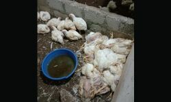 ചത്ത കോഴികളെ വില്‍പ്പന നടത്തിയ കട അടപ്പിച്ചു