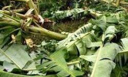 ഉരുൾപൊട്ടൽ: കണിച്ചാറിൽ 2.74 കോടിയുടെ കൃഷിനാശം