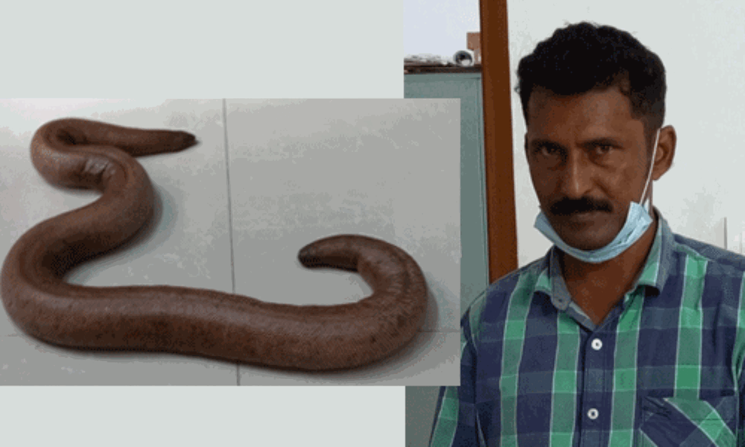 ഇരുതലമൂരി കച്ചവടം; രണ്ടാമത്തെ പ്രതിയും പിടിയില് ഇരുതലമൂരി കച്ചവടം; രണ്ടാമത്തെ പ്രതിയും പിടിയില്